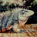 Adult male Cuban rock iguana